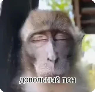 🌟 emoji Monkey пон Telegram sticker 16 of 38