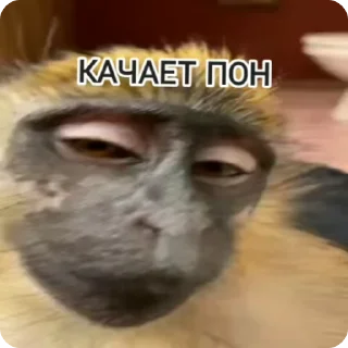 🌟 emoji Monkey пон Telegram sticker 19 of 38