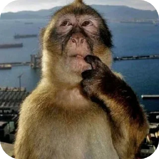 🐒 emoji @STICKRULE <- БОЛЬШЕ Telegram sticker 13 of 59