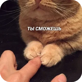 🐱 emoji Мемасики Telegram sticker 18 of 107