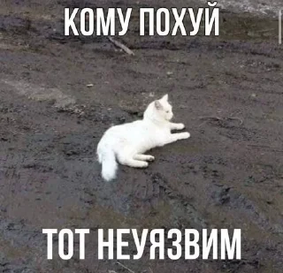 ⛅ emoji Котикотитики Telegram sticker 13 of 116