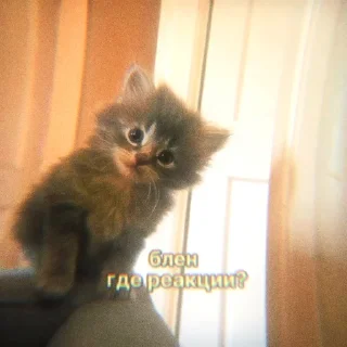 Sticker from 50 оттенков «реакции» | @tgwil