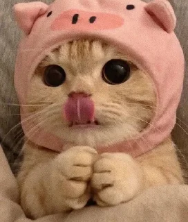 🐷 emoji котики🐱 Telegram sticker 12 of 33