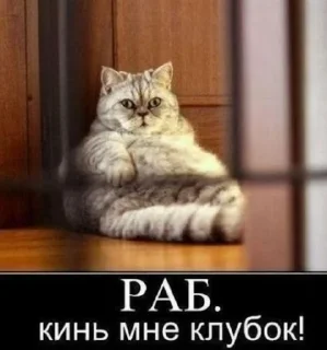 🌟 emoji Мемозг коты, @Kote_Iz_Pitera Telegram sticker 7 of 16