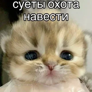 🌟 emoji Коты Telegram sticker 4 of 21