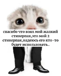 🌟 emoji Мемозг коты, @Kote_Iz_Pitera Telegram sticker 16 of 16