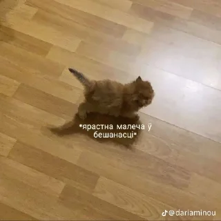 🌟 emoji Реал беларус стикерс Telegram sticker 19 of 55