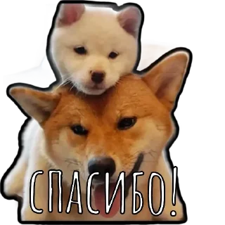 😇 emoji Шибаинка Telegram sticker 15 of 20