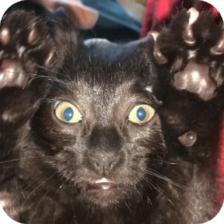 🫥 emoji Гарик Гашишов Telegram sticker 11 of 46
