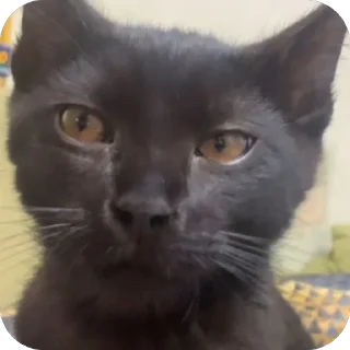 🫥 emoji Гарик Гашишов Telegram sticker 6 of 46