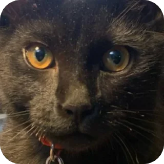 🫥 emoji Гарик Гашишов Telegram sticker 24 of 46