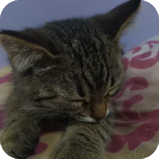 Sticker from котя