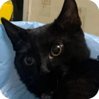 🫥 emoji Гарик Гашишов Telegram sticker 22 of 46