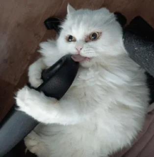 🤪 emoji Розик Telegram sticker 11 of 76
