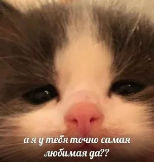Sticker from с котиками