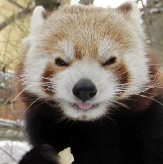 😝 emoji Red panda Telegram sticker 19 of 34