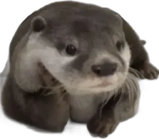 😁 emoji otters by gravi Telegram sticker 4 of 16