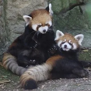 💕 emoji Red panda Telegram sticker 21 of 34