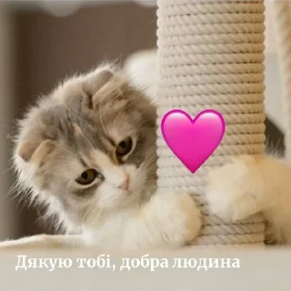 🩷 emoji Кітики🐱 Telegram sticker 13 of 26