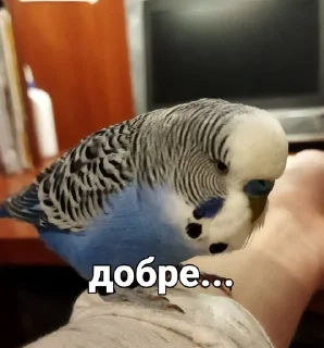 🐦 emoji Кеша Telegram sticker 12 of 57