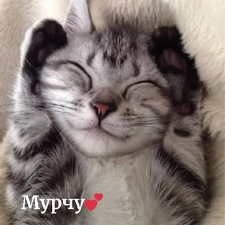 😍 emoji Кітики🐱 Telegram sticker 24 of 26