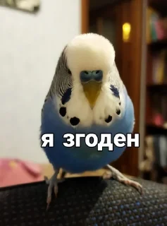 🐦 emoji Кеша Telegram sticker 8 of 57