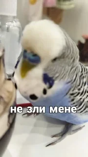 🐦 emoji Кеша Telegram sticker 21 of 57