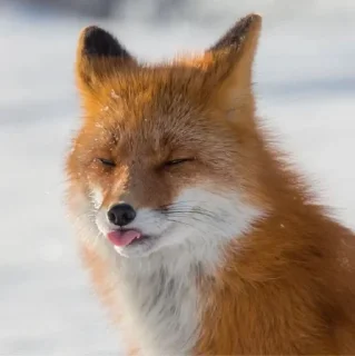 🌟 emoji ♡лисички♡ Telegram sticker 13 of 53