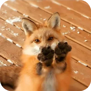 🐱 emoji 🦊 ( @Izuku_Midoriya15_07 ) Telegram sticker 24 of 120
