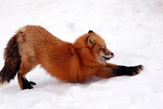 🌟 emoji Фенеки и лисички🦊 Telegram sticker 13 of 120