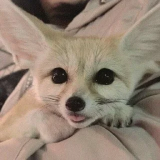 🌟 emoji Фенеки и лисички🦊 Telegram sticker 9 of 120