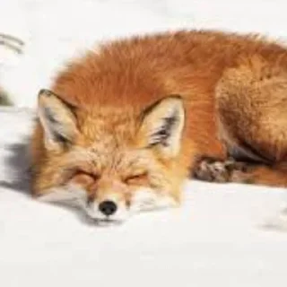 😴 emoji Лисички [ Sticker Pack ] Telegram sticker 7 of 13