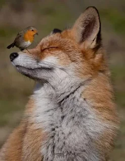 🌟 emoji Фенеки и лисички🦊 Telegram sticker 24 of 120