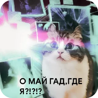 🫣 emoji Просто ржачные коты Telegram sticker 7 of 104