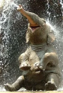 Sticker from elephant