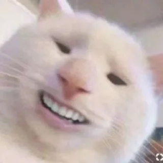 😄 emoji Кэт😽💗 Telegram sticker 23 of 32