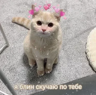 🥲 emoji котики💗 Telegram sticker 12 of 35