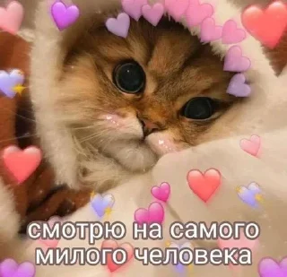 💗 emoji котики💗 Telegram sticker 8 of 35