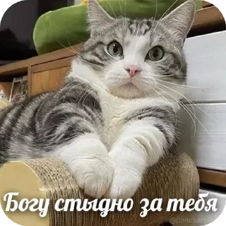 🤨 emoji Хабенский, качан и другие Telegram sticker 11 of 120