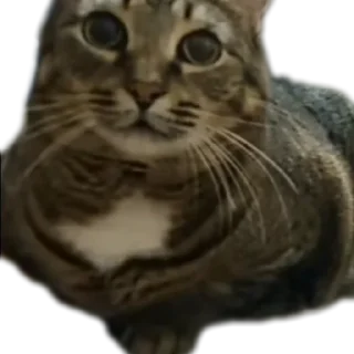 🐱 emoji Вася | Тот самый Вася из ТТ Telegram sticker 7 of 46