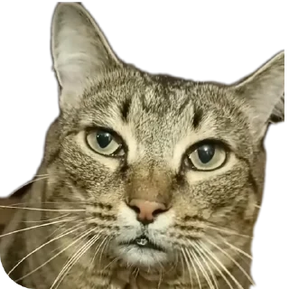 🐱 emoji Вася | Тот самый Вася из ТТ Telegram sticker 9 of 46