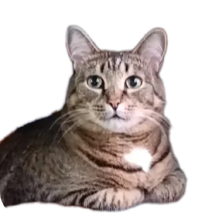 🐱 emoji Вася | Тот самый Вася из ТТ Telegram sticker 17 of 46