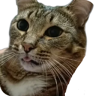 🐱 emoji Вася | Тот самый Вася из ТТ Telegram sticker 15 of 46