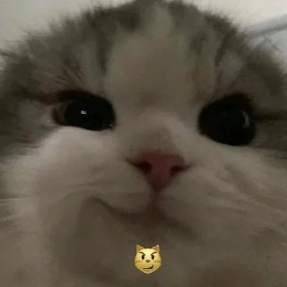 😼 emoji kitiki Telegram sticker 10 of 34