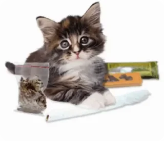 💉 emoji рандом стики | Telegram sticker 17 of 107