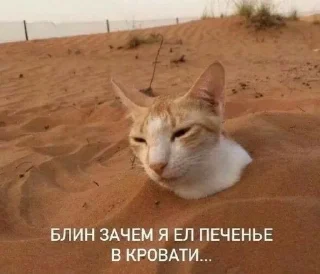 😐 emoji Котейки🌹 Telegram sticker 13 of 48