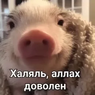 🌟 emoji Сучка Telegram sticker 9 of 46