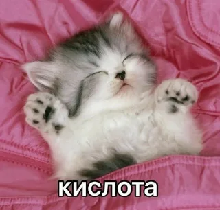 😊 emoji Котейки🌹 Telegram sticker 19 of 48