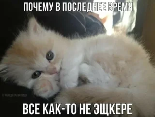 😔 emoji Котейки🌹 Telegram sticker 6 of 48