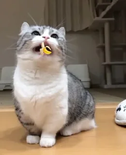 🌟 emoji Шимими х Душнила Telegram sticker 20 of 21